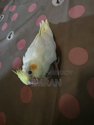 Cocktail Bird