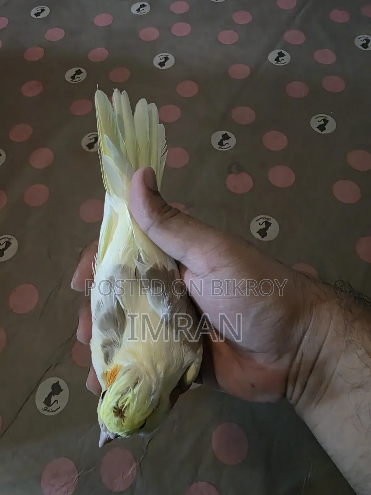 Cocktail Bird