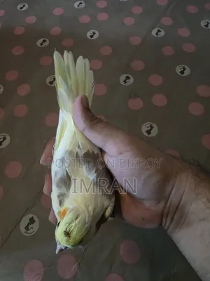 Cocktail Bird