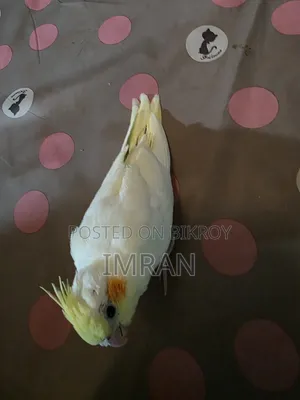 Cocktail Bird