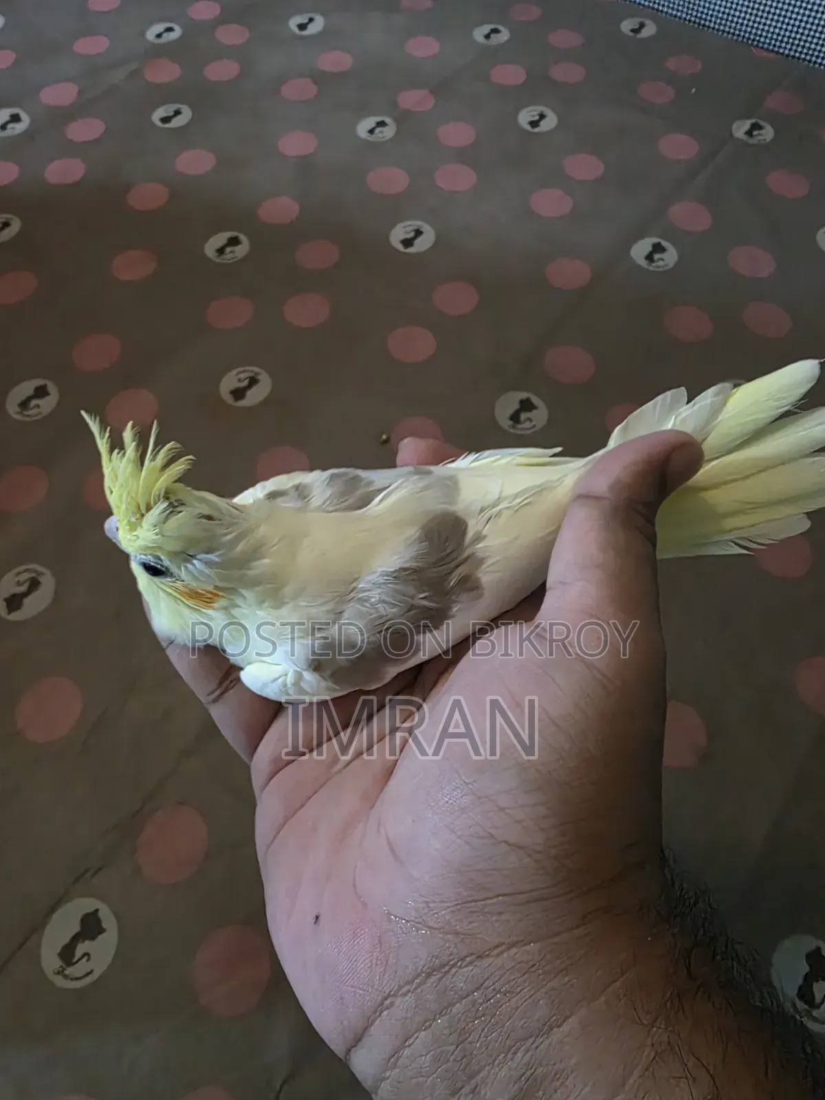 Cocktail Bird
