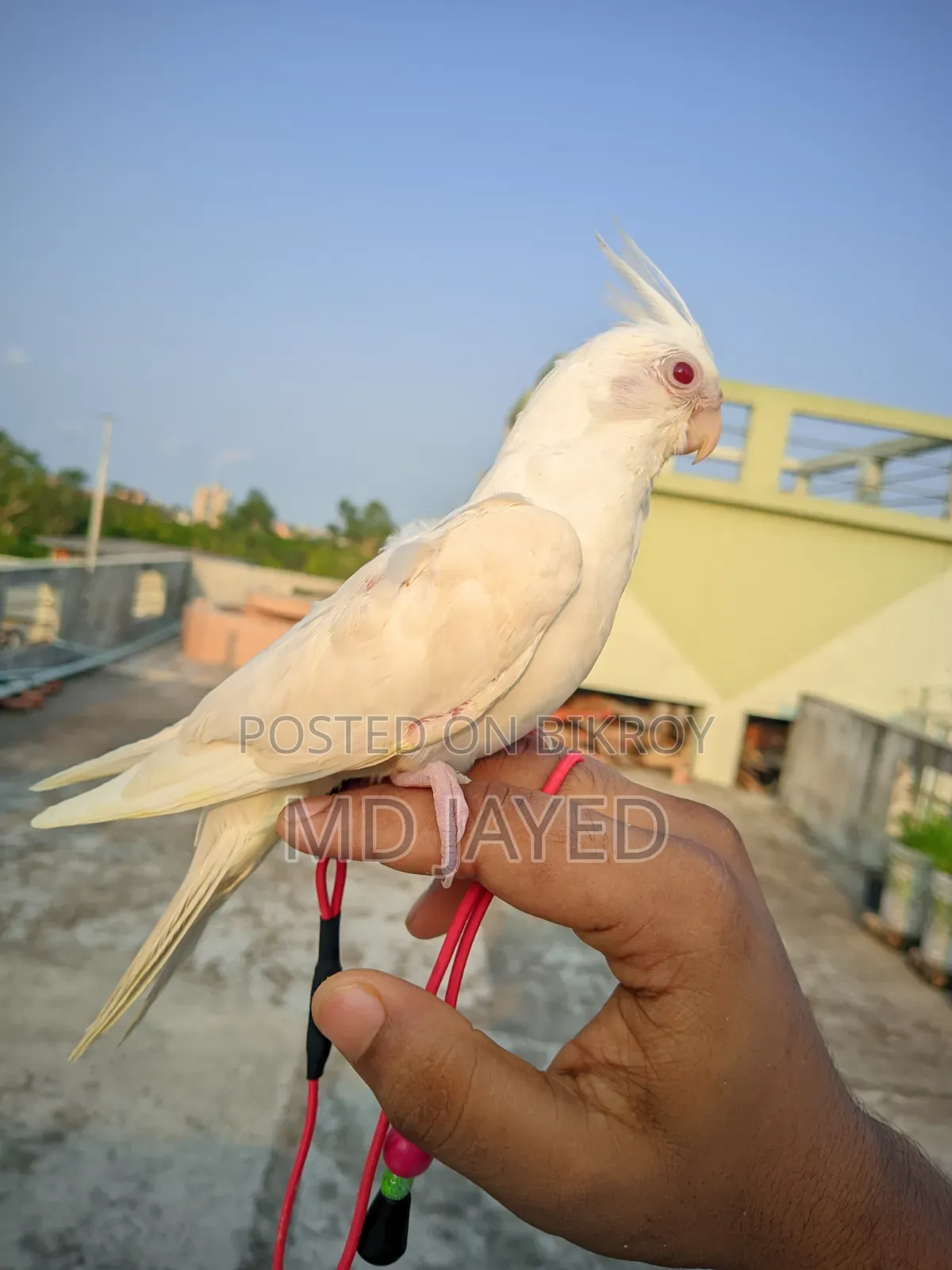 ককাটেল পাখিটি বিক্রি হবে