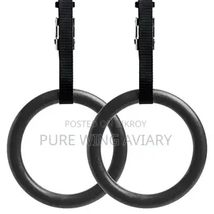 Fresh Premium Gymnastic Rings (Best for Calisthenics Workout)