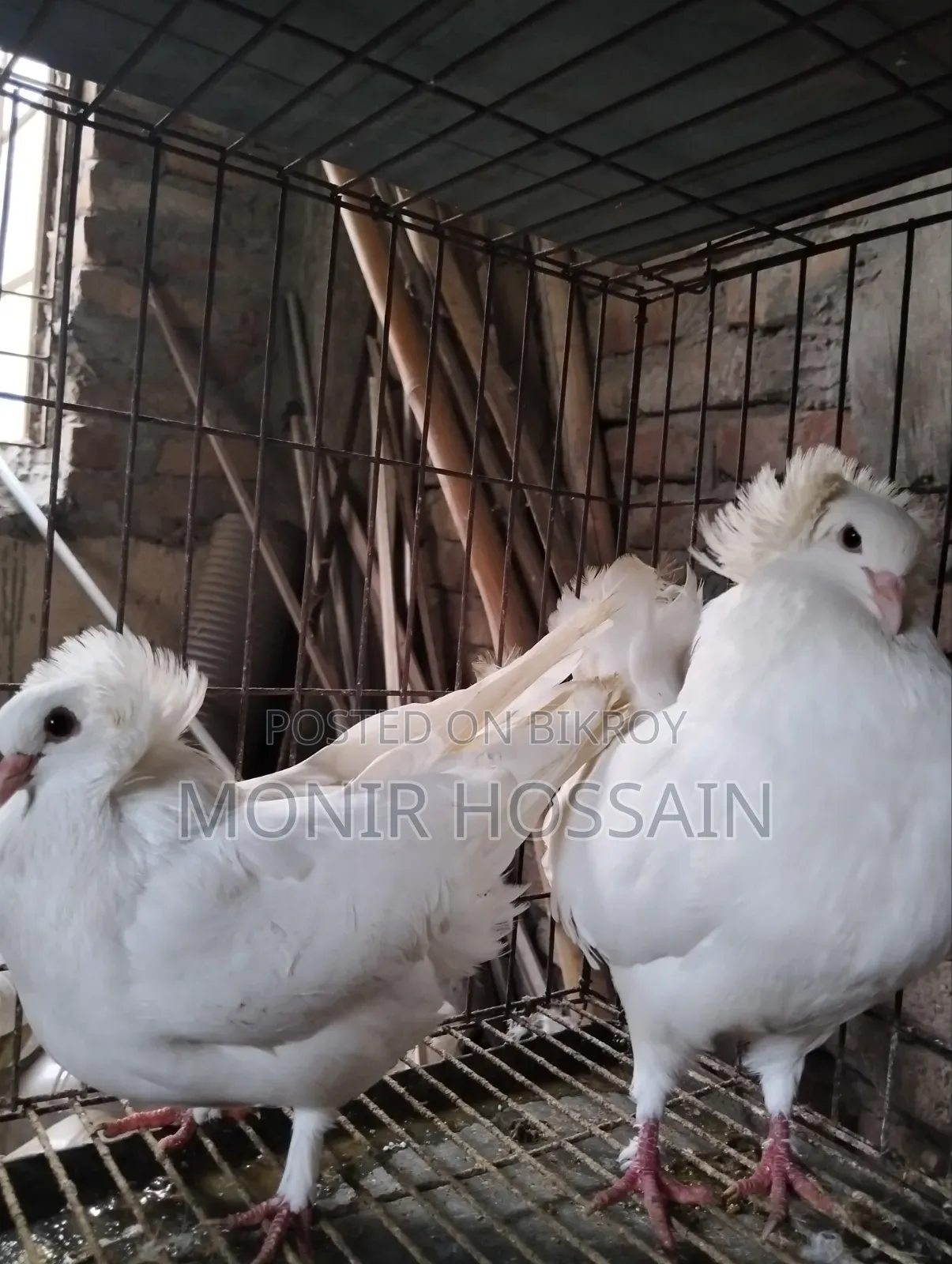 ১ জোড়া সাদা রানিং বোম্বে কবুতর বিক্রি #পেয়ার-১