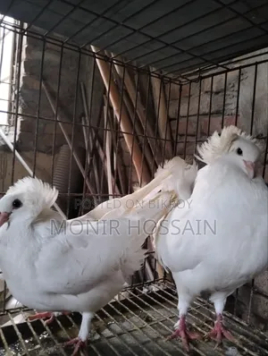 ১ জোড়া সাদা রানিং বোম্বে কবুতর বিক্রি #পেয়ার-১