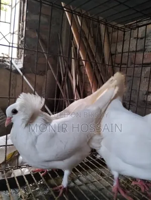 ১ জোড়া সাদা রানিং বোম্বে কবুতর বিক্রি #পেয়ার-১