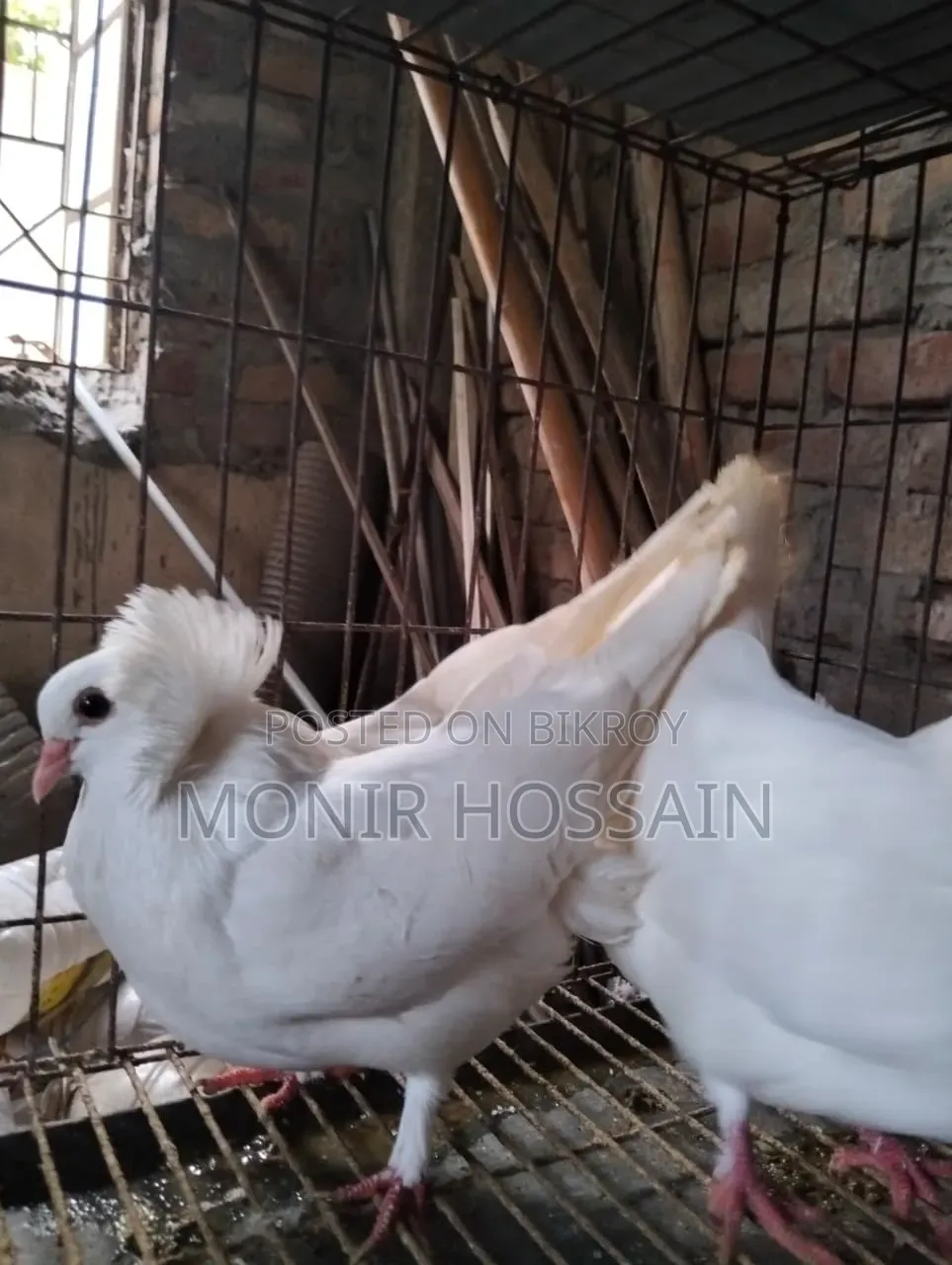 ১ জোড়া সাদা রানিং বোম্বে কবুতর বিক্রি #পেয়ার-১