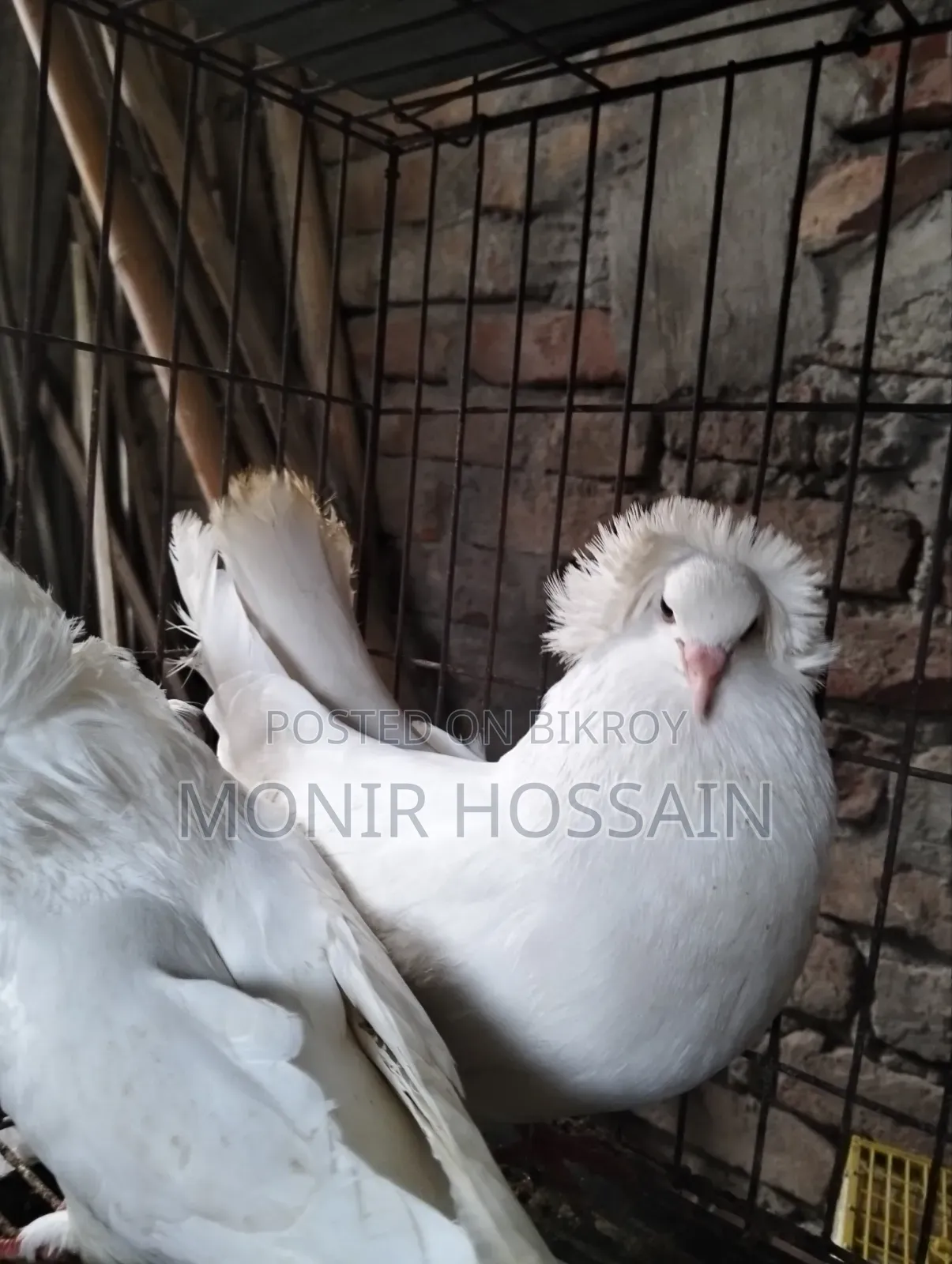 ১ জোড়া সাদা রানিং বোম্বে কবুতর বিক্রি #পেয়ার-১