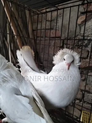 ১ জোড়া সাদা রানিং বোম্বে কবুতর বিক্রি #পেয়ার-১