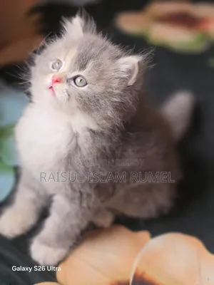 1-3 Months Male Purebred Persian Kitten