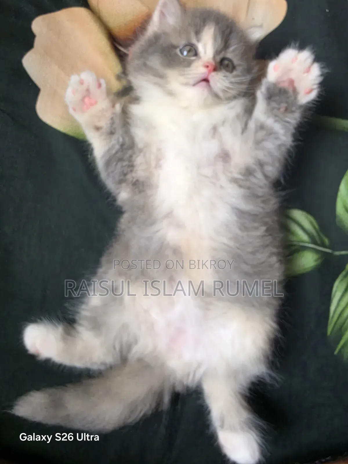 1-3 Months Male Purebred Persian Kitten