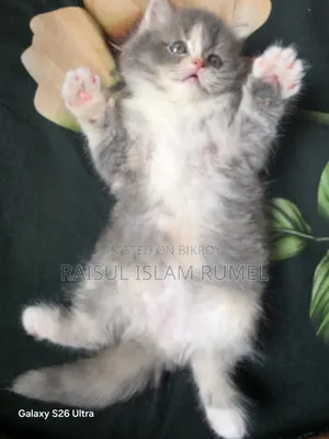 1-3 Months Male Purebred Persian Kitten