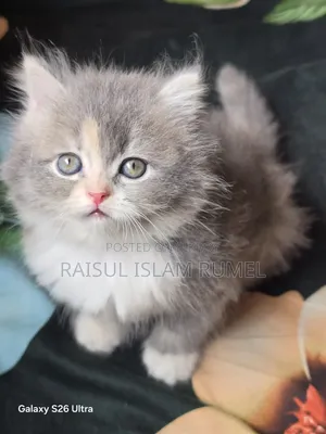 1-3 Months Male Purebred Persian Kitten