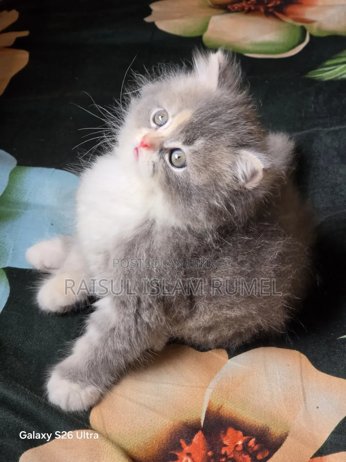 1-3 Months Male Purebred Persian Kitten