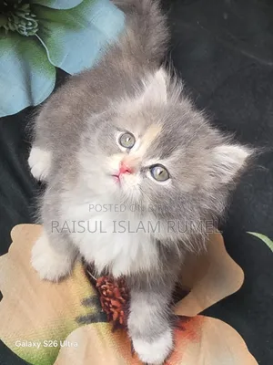 1-3 Months Male Purebred Persian Kitten