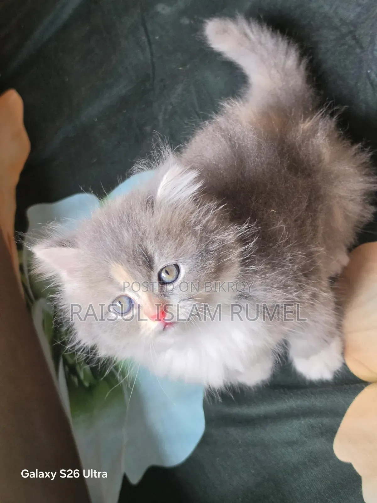 1-3 Months Male Purebred Persian Kitten