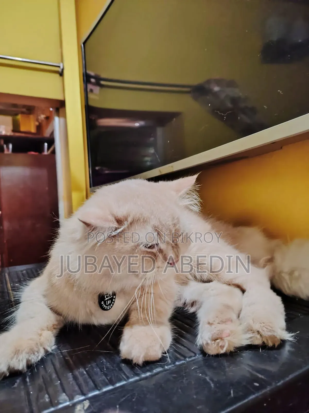 6-12 Months Male Purebred Persian