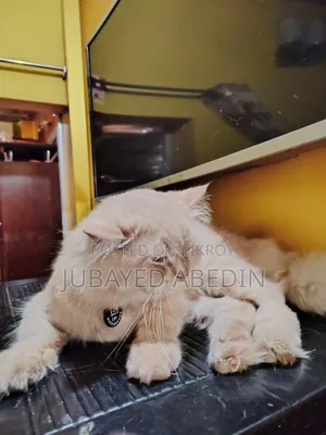 6-12 Months Male Purebred Persian