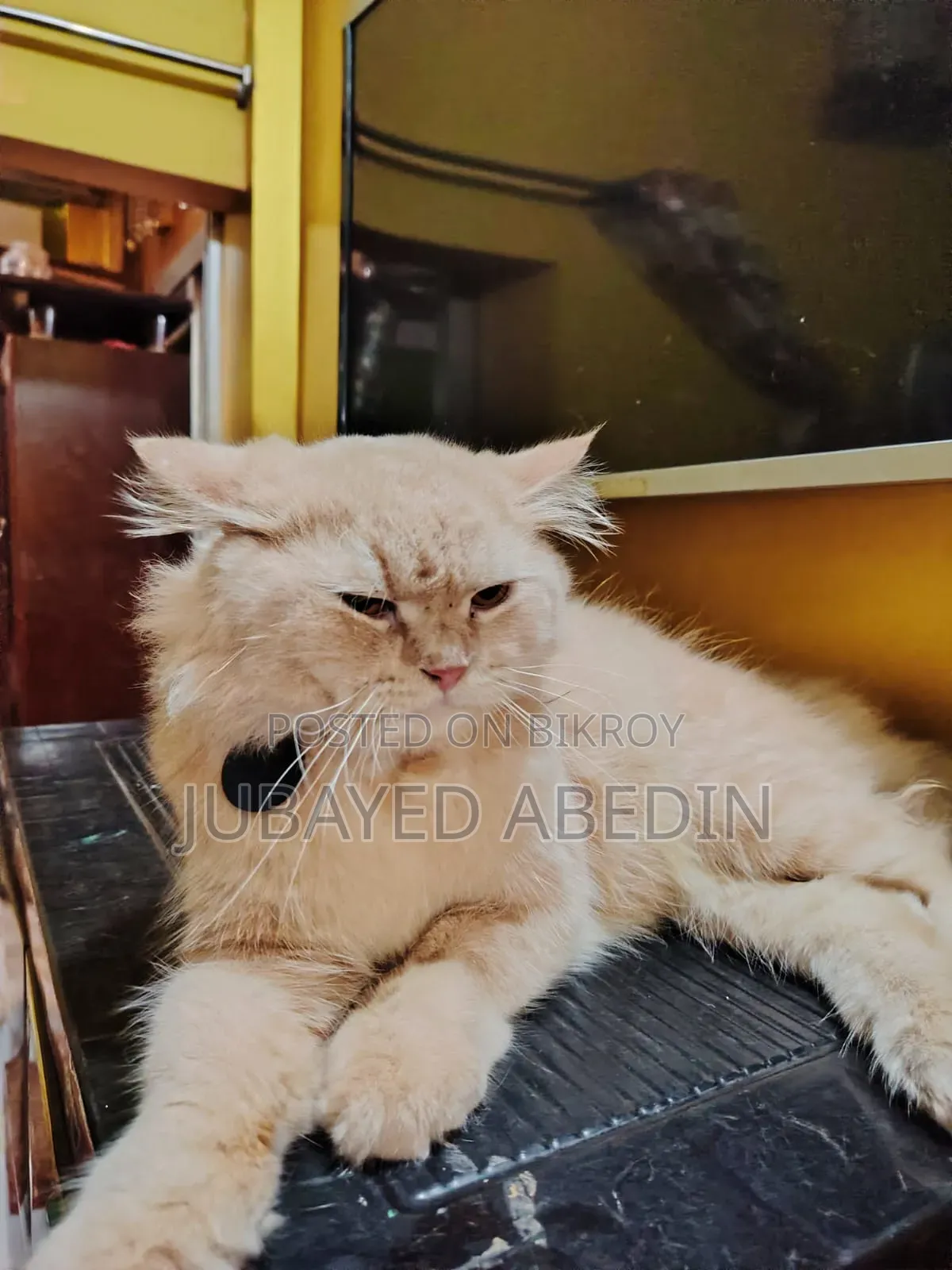 6-12 Months Male Purebred Persian