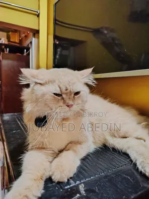 6-12 Months Male Purebred Persian