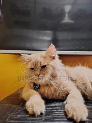 6-12 Months Male Purebred Persian