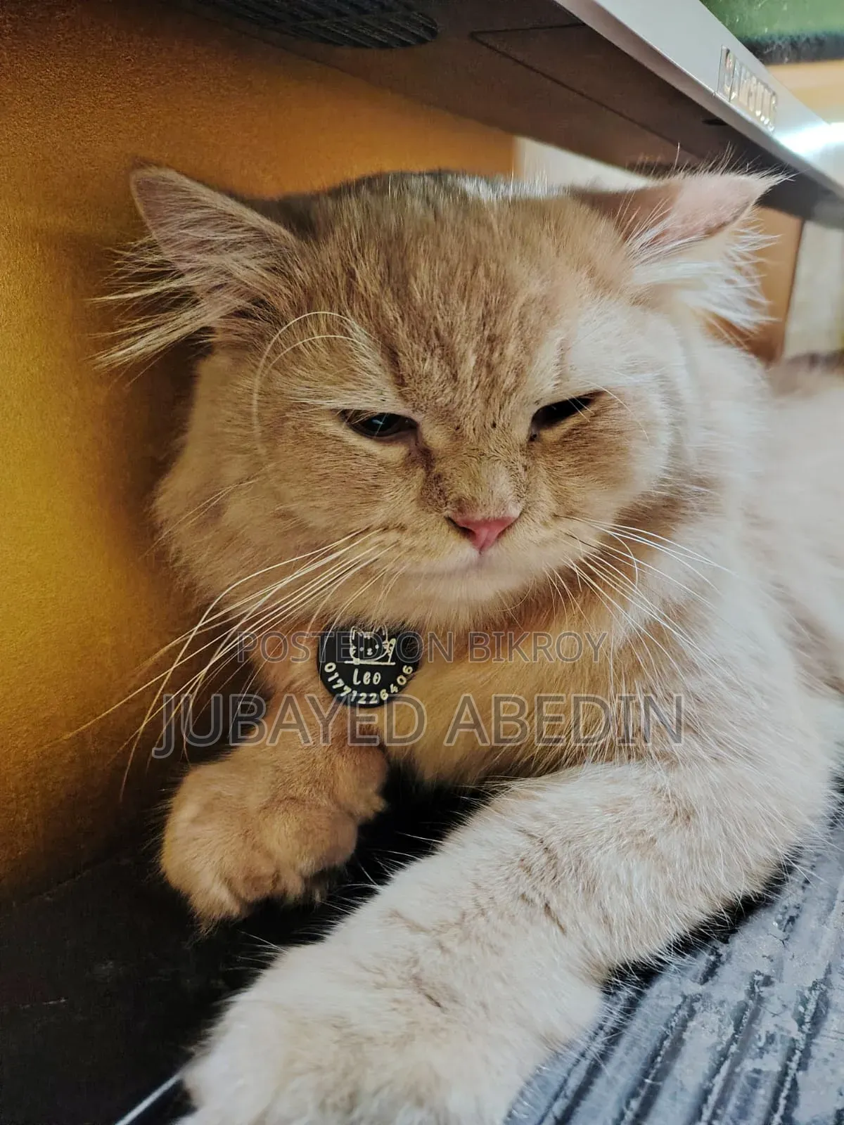 6-12 Months Male Purebred Persian