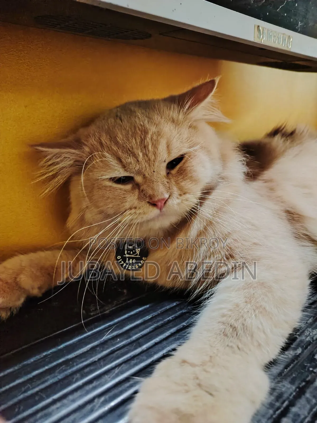 6-12 Months Male Purebred Persian