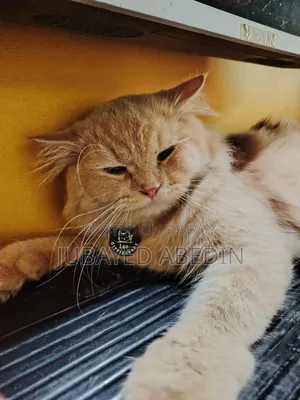6-12 Months Male Purebred Persian