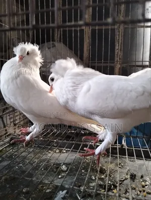 ১জোড়া সাদা বোম্বে কবুতর বিক্রি #পেয়ার -০৫