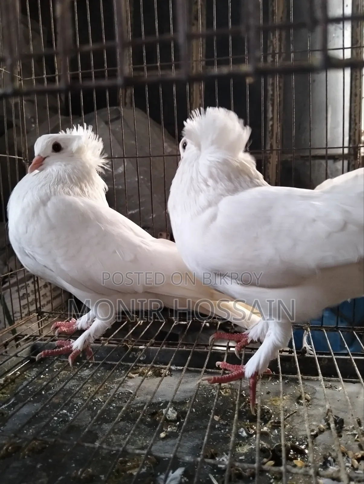 ১জোড়া সাদা বোম্বে কবুতর বিক্রি #পেয়ার -০৫
