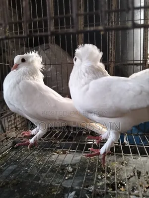 ১জোড়া সাদা বোম্বে কবুতর বিক্রি #পেয়ার -০৫
