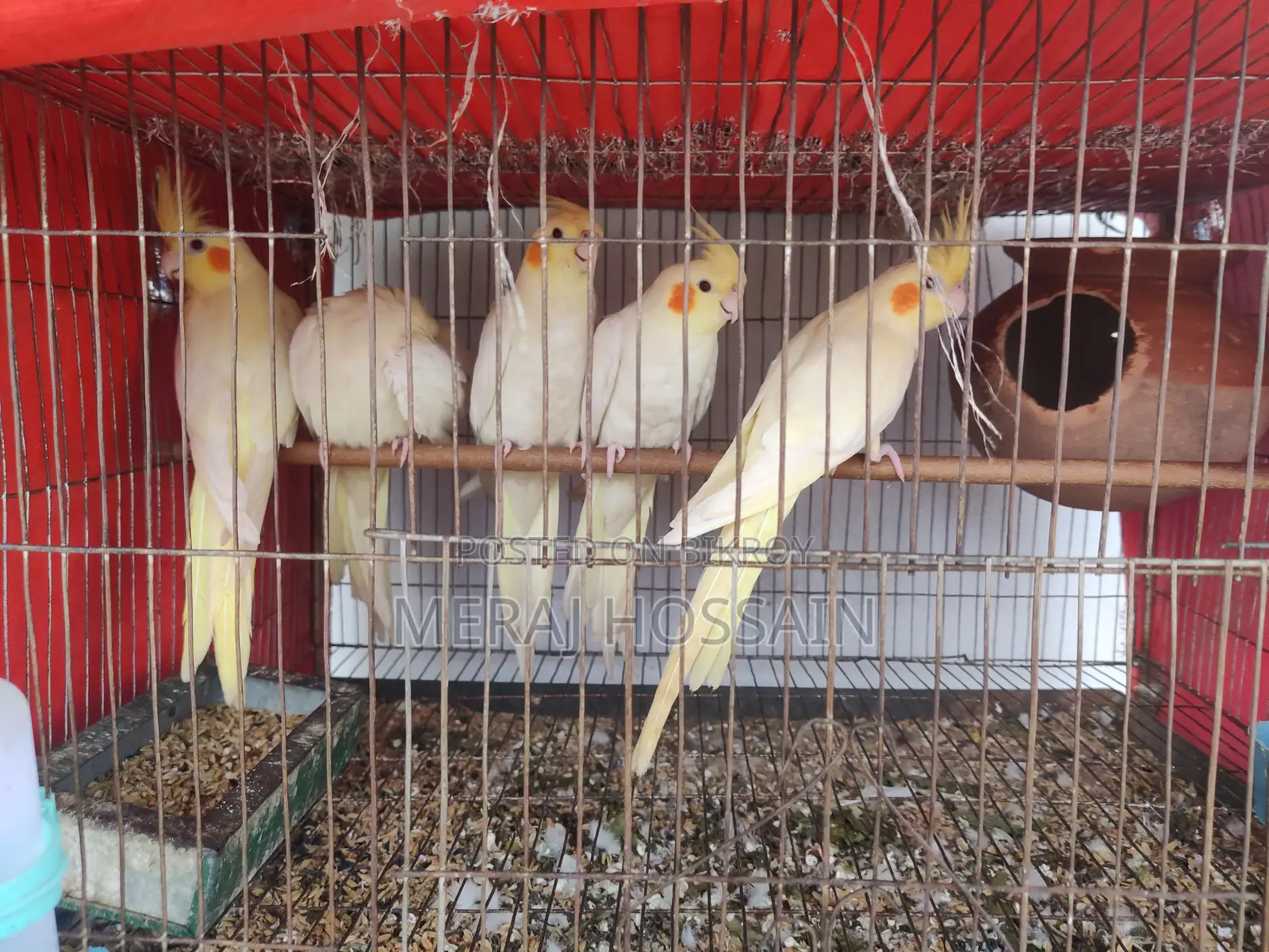Lutino Cockatiel