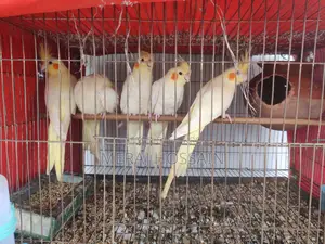 Lutino Cockatiel