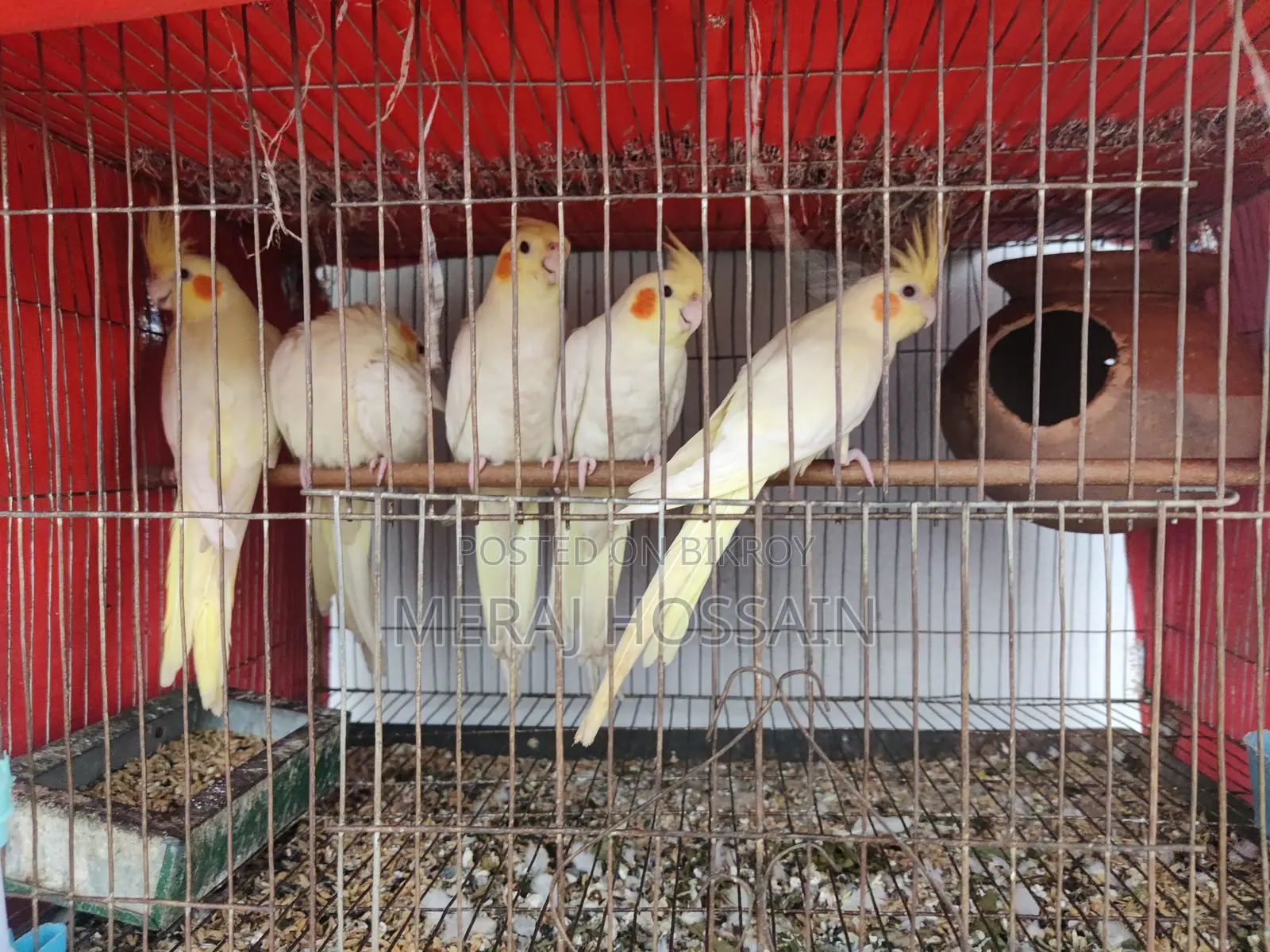 Lutino Cockatiel