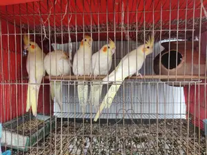 Lutino Cockatiel