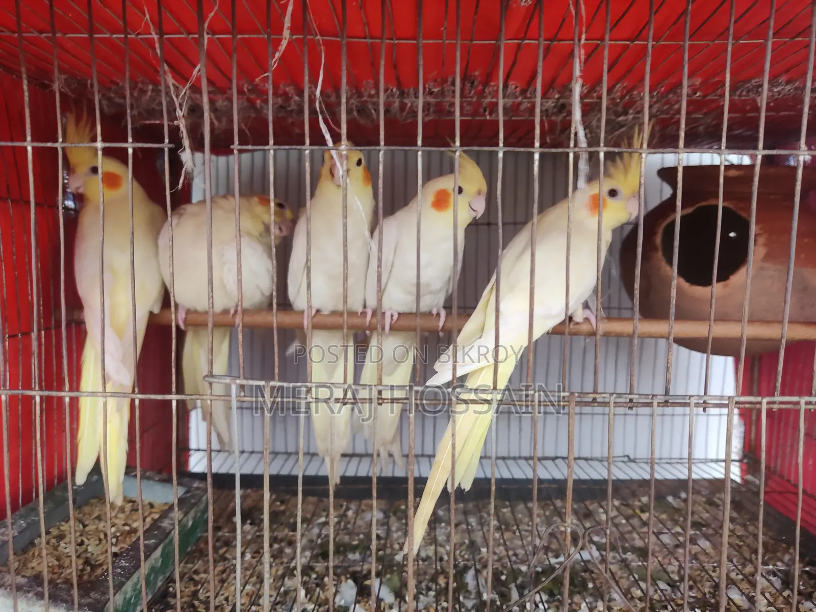 Lutino Cockatiel