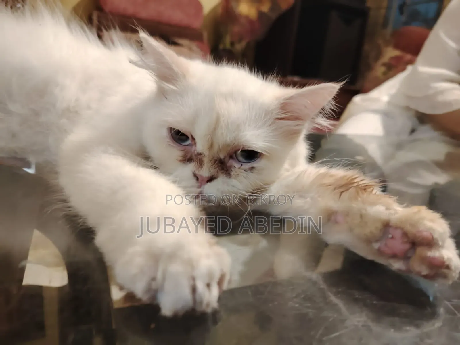 6-12 Months Female Purebred Persian