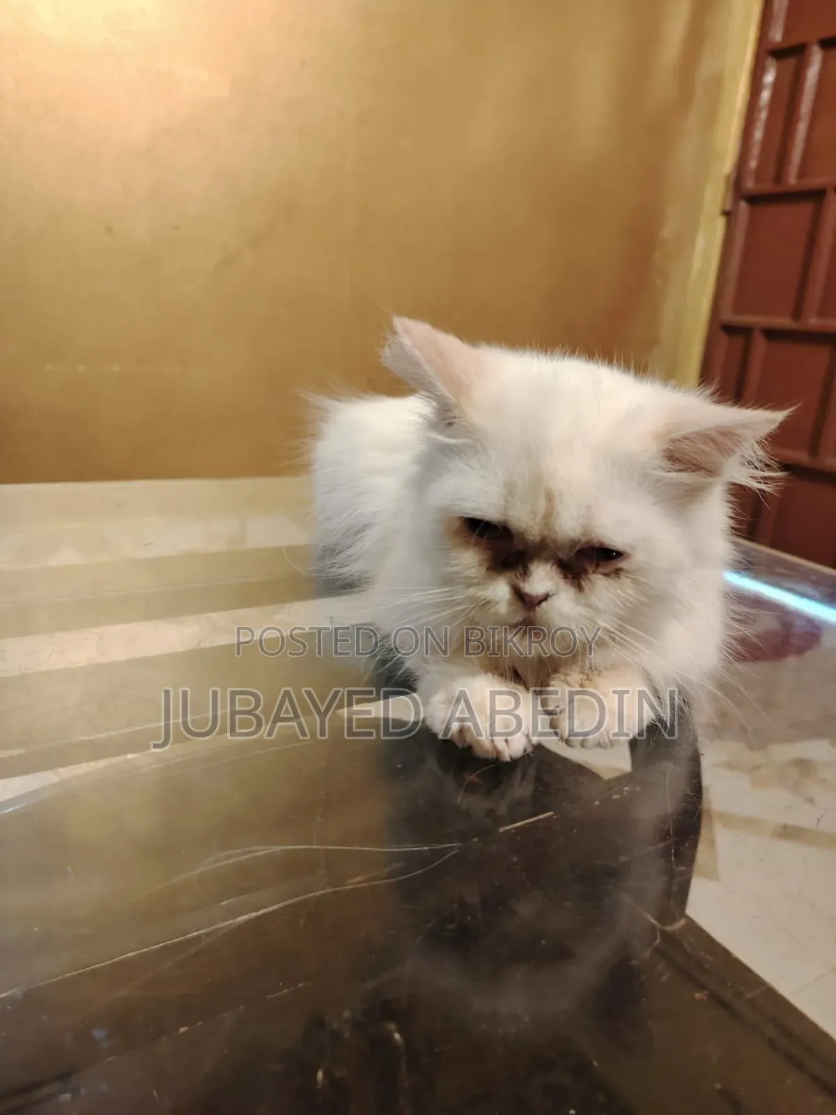 6-12 Months Female Purebred Persian