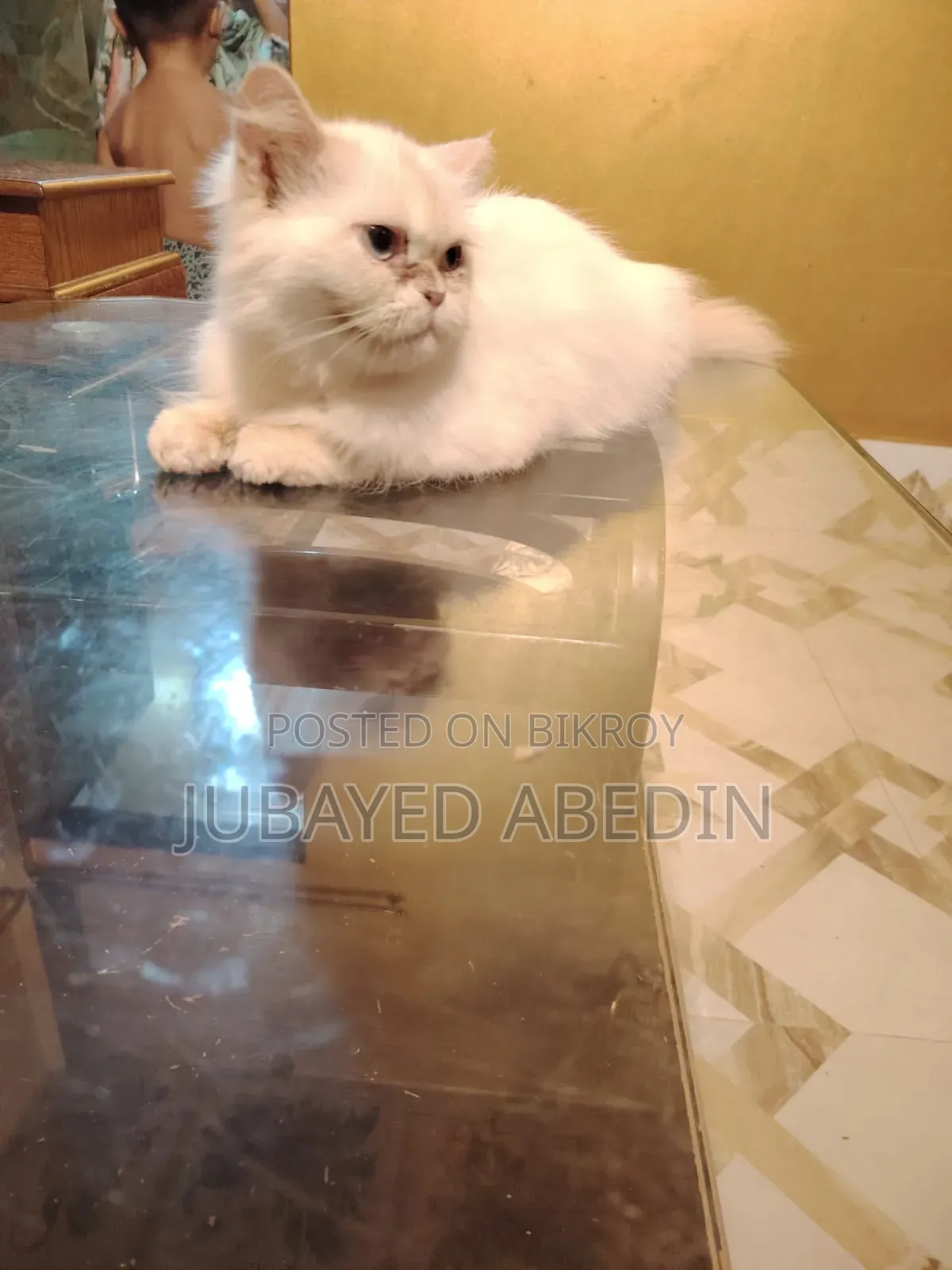 6-12 Months Female Purebred Persian