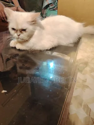 6-12 Months Female Purebred Persian