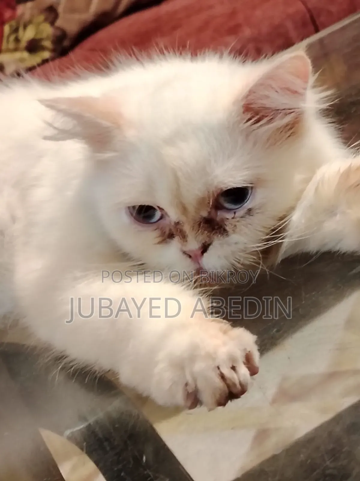6-12 Months Female Purebred Persian