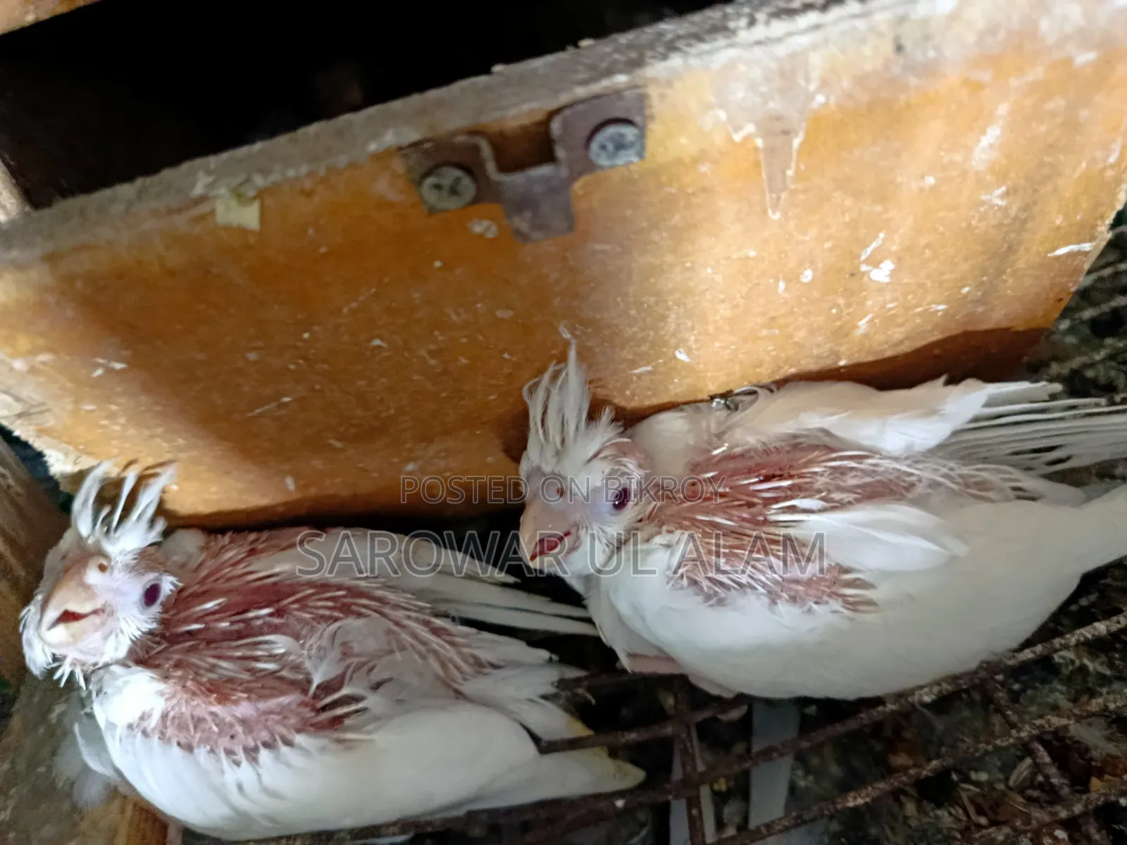 Cockatiel Albino Baby