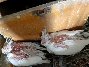 Cockatiel Albino Baby