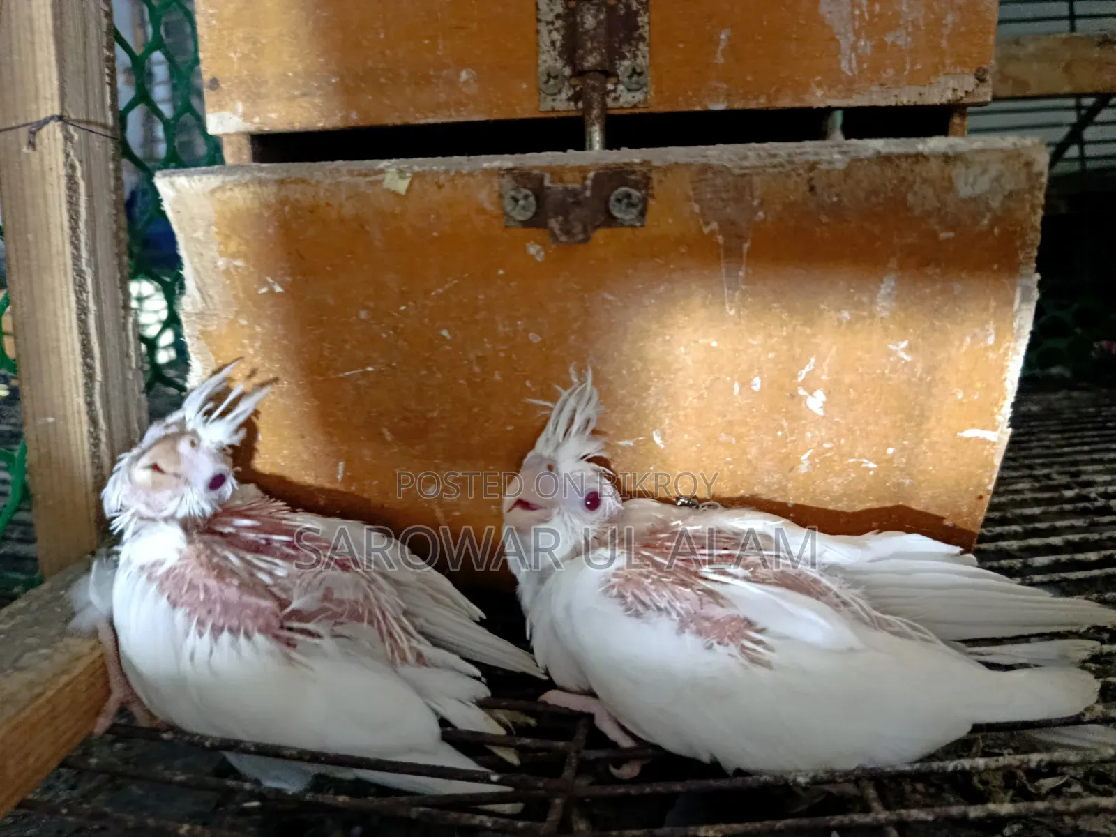 Cockatiel Albino Baby