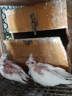 Cockatiel Albino Baby