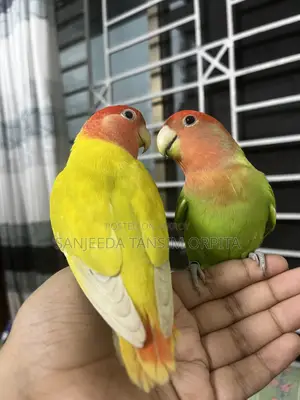 Tame Lovebirds