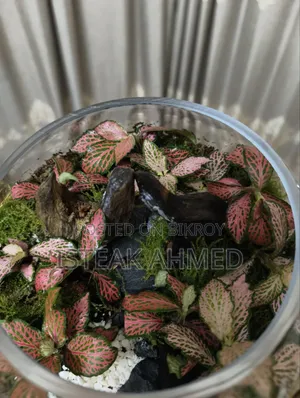 Forrest Terrarium