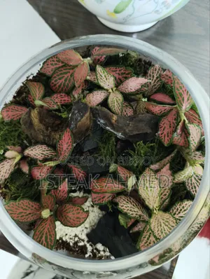 Forrest Terrarium