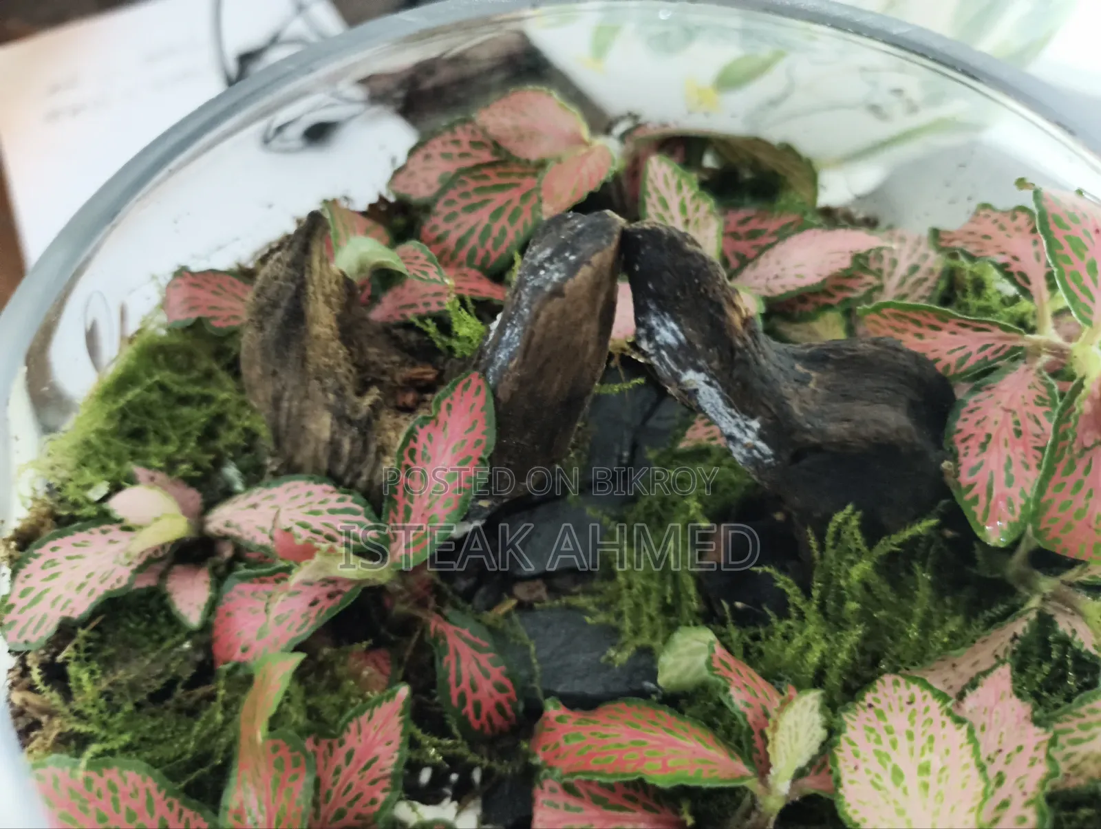 Forrest Terrarium