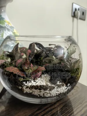 Forrest Terrarium